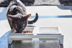 Front view of cat eating out of white Pet Food Bowl by Yamazaki Home. view 5