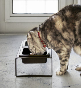 Side view cat eating out of tall black Pet Food Bowl by Yamazaki Home. view 19