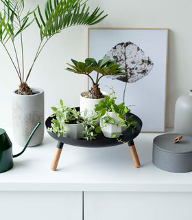 Frontal view of black Yamazaki Countertop Pedestal Tray with plants on top view 16