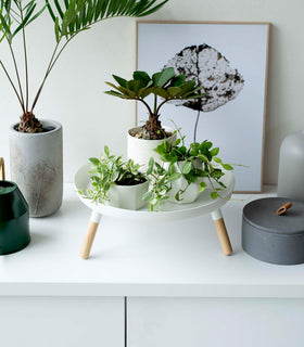 Frontal view of white Yamazaki Countertop Pedestal Tray with plants on top view 8